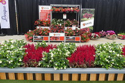 Sakata - Begonia Viking® and Dragon's Breath®