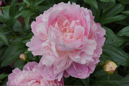 Green Works - Paeonia Mrs. Franklin D. Roosevelt