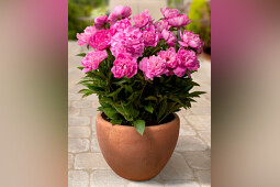 Green Works - Patio Peony™ series