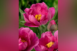 Green Works - Paeonia Itoh Pink Adour