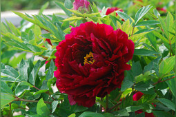 Green Works - Paeonia Suffruticosa (Tree Peony) 