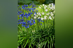 Green Works - Agapanthus Summer Love (all summer blooming)