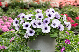 Danziger - Imperial plants - CASCADIAS™ LAVENDER ICE| Petunia 