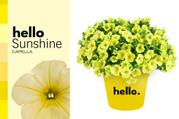 Danziger - Imperial plants - CAPELLA™ HELLO SUNSHINE | Petunia 