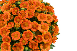 Danziger - Imperial plants - GUSTO™ Orange Zest | Gaillardia