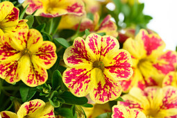 Danziger - Imperial plants - LIA™ Abstract Lemon Cherry | Calibrachoa