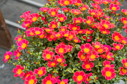 Danziger - Imperial plants - MEGA PAZZAZ™ Red | Portulaca 