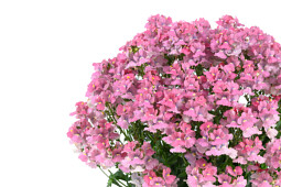 Danziger - Imperial plants - NESIA™ PINK CRUSH | Nemesia