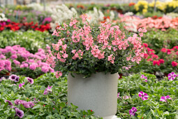 Danziger - Imperial plants - TRINITY™ Pink | Diascia barberae