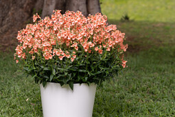 Danziger - Imperial plants - TRINITY™ Salmon | Diascia barberae