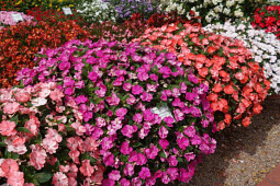 Danziger - Imperial plants - SOL LUNA PRIME™ - Hybrid Impatiens