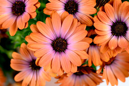 Danziger - Imperial plants - BESTIES™ Inspiring Orange | Osteospermum