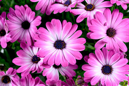 Danziger - Imperial plants - BESTIES™ Optimistic Pink | Osteospermum