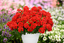 Danziger - Imperial plants - VANESSA™ Compact Hot Red | Verbena