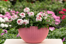 Danziger - Imperial plants - VANESSA™ Compact Bicolor Marshmallow | Verbena