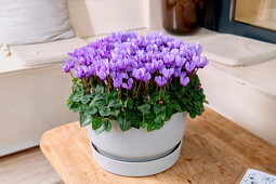 Schoneveld breeding - Cyclamen Super Serie Dragon F1