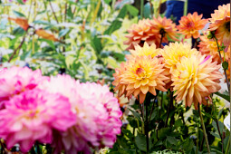 Syngenta Flowers - Dahlia Sincerity