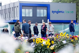 Syngenta Flowers - Showfield