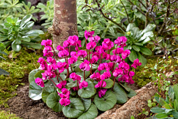 Morel Diffusion - Botanical cyclamen