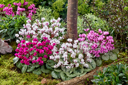 Morel Diffusion - Botanical cyclamen