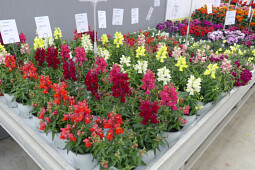 Sakata - wide ranges of annuals on display