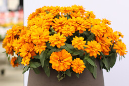 Sakata - novelty Zinnia Profusion Double Golden Imp.