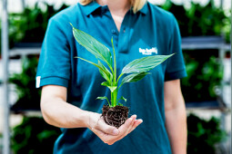 KP Holland - Cupido Spathiphyllum young plant