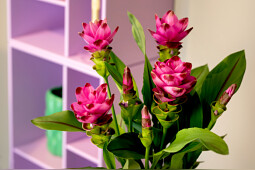 KP Holland - Siam Curcuma Sanna