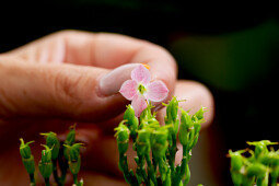 KP Holland - Rosalina Kalanchoe Passion series 