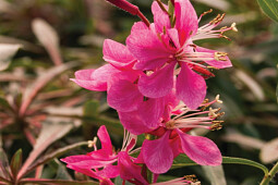 Jaldety Plant Propagation Nurseries - From Jaldety - Gaura Pink