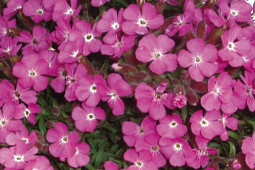 Jaldety Plant Propagation Nurseries - From Jaldety - Saponaria Bressingham Pink