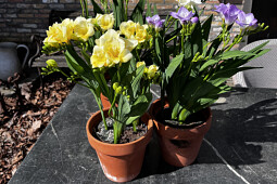 Van den Bos Flowerbulbs - Pot Freesia