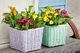 Van den Bos Flowerbulbs - Calla Mix