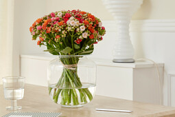 Queen® Genetics - Kalanchoe CutFlowers™