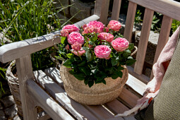 Queen® Genetics - Queen® Romantic Roses™