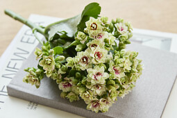 Queen® Genetics - Queen® Kalanchoe CutFlowers™