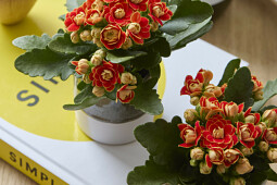 Queen® Genetics - Queen® Kalanchoe