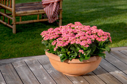 Queen® Genetics -  Queen® Kalanchoe Outdoor