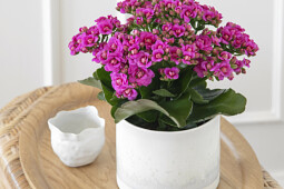 Queen® Genetics -  Queen® Kalanchoe