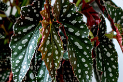 Koppe Begonia - Spotlight Green Closeup