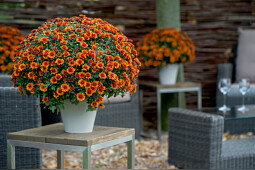 Floritec - Garden Mum Series