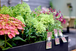 Kolster BV - Experience our broad assortment of Magical Garden Plants with 92 varieties