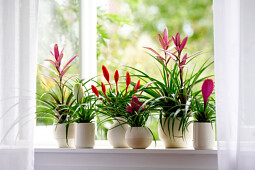 Anthura - Bromelia mix