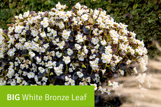 BIG White Bronze Leaf - Begonia x benariensis F1