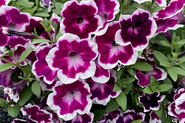Petunia hybrida Painted Love: a stunning petunia with unique eye-catching blooms