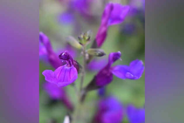 Salvia Tanami Blue
