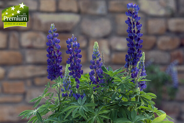 MINI-GALLERY® PURE BLUE: THE LUPINE FOR EVERY GARDEN !