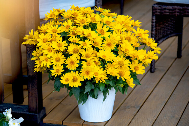 Heliopsis Oriole™ Yellow