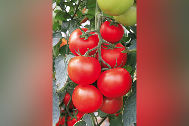 Saveur du potager : Tomate Grappelina F1