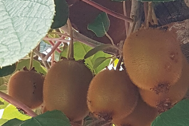 Petit fruit : Kiwi Actinidia Herma®